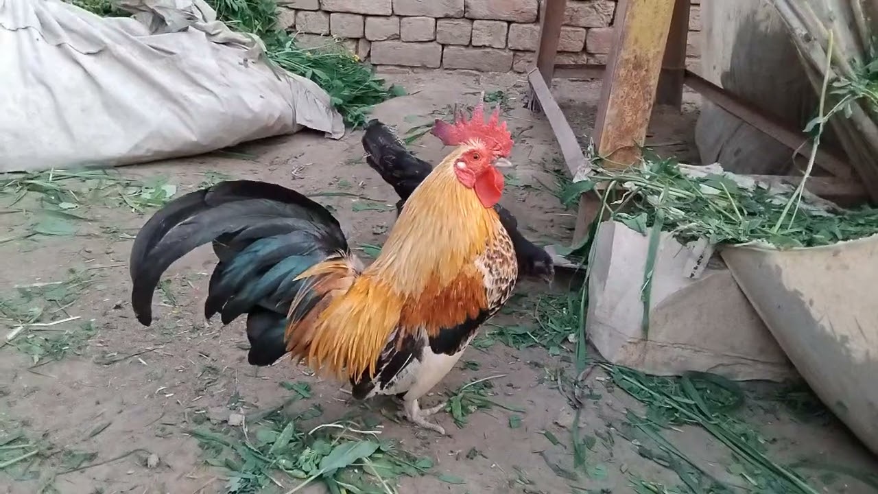 Desi Rooster Enjoying Evening Time with Hen | Peaceful Village Chicken Life