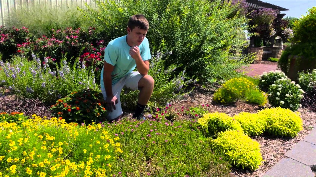 Hardy Ice Plant