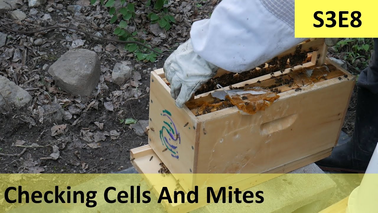 Checking How Many Queen Grafts Took And Doing A Mite Check