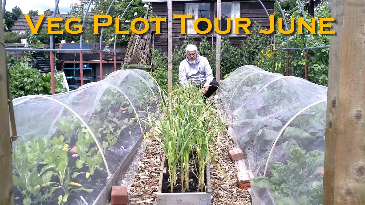 Veg Plot Tour - Where is the Summer?