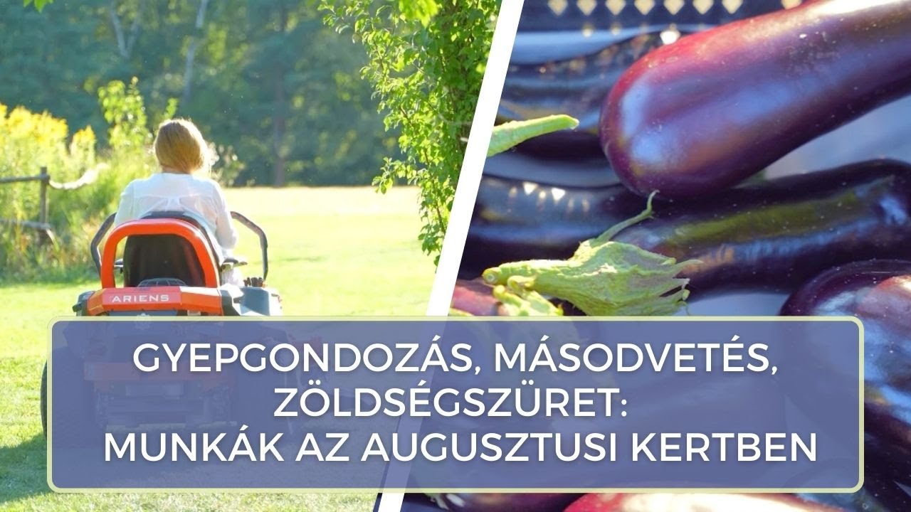 Gyepgondoz&aacute;s, m&aacute;sodvet&eacute;s, z&ouml;lds&eacute;gsz&uuml;ret: munk&aacute;k az augusztusi kertben