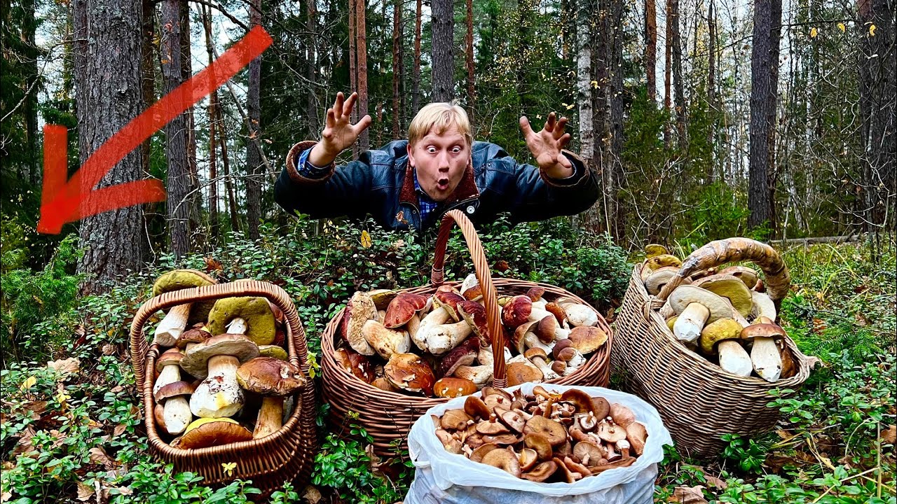 КАТАСТРОФА !!! ГРИБНИКАМ НЕ ХВАТИЛО ……… КОРЗИН !!! ГРИБЫ ПОБЕДИЛИ ! Грибы 2022 !