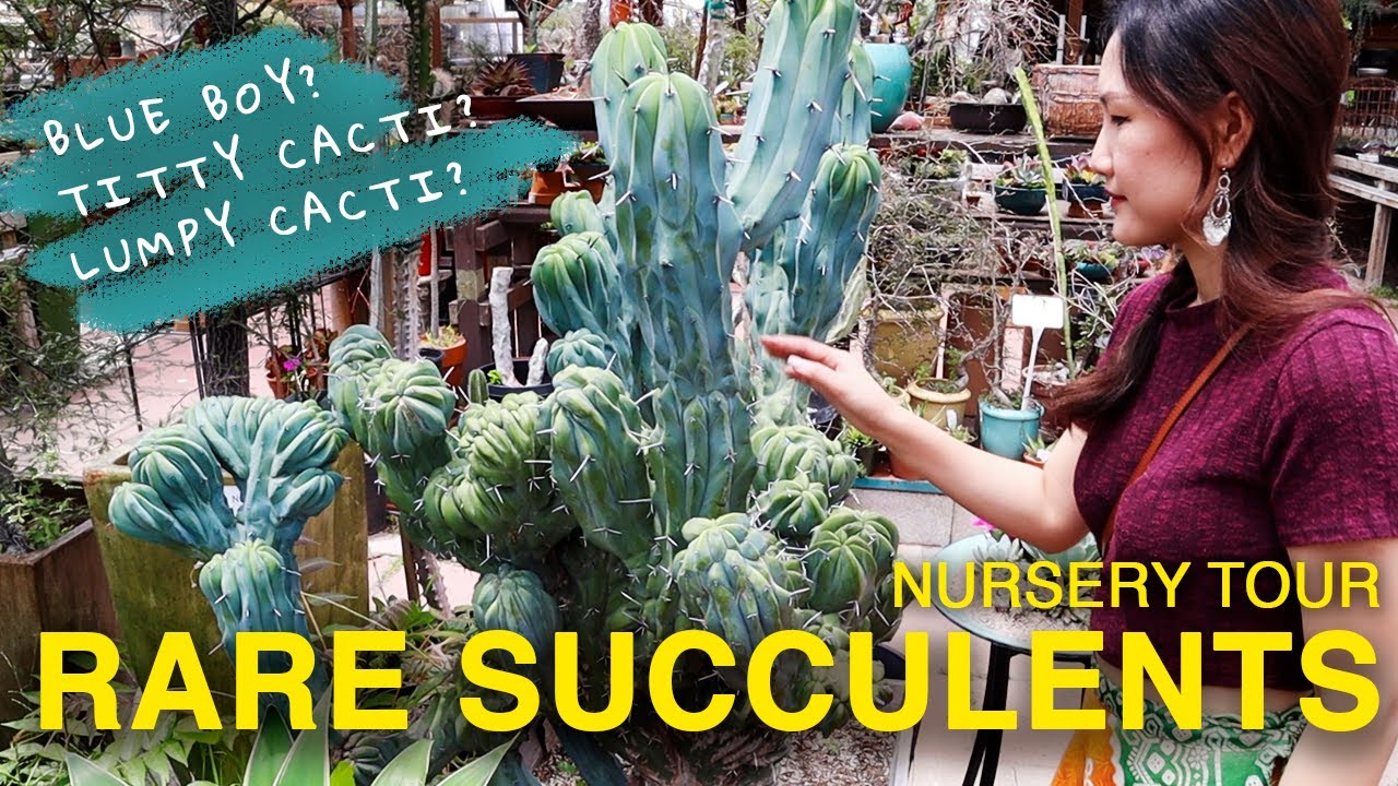 PLANT HAUL & POPULAR INDOOR SUCCULENTS HAUL | PLANT SHOPPING AT CALIFORNIA CACTUS CENTER