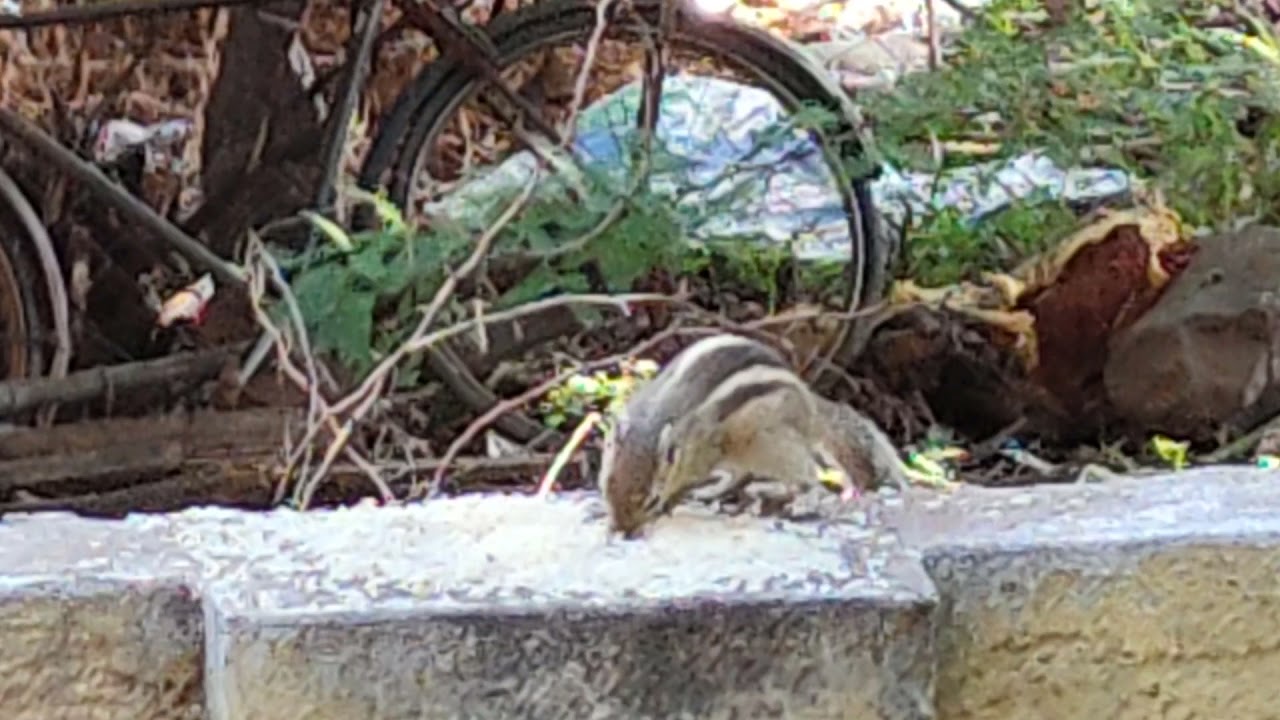Squirrel eating rice