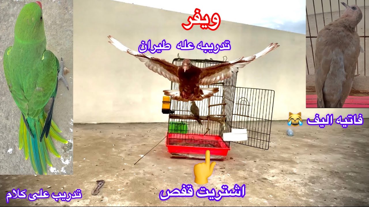 بدايه تدريب ويفر 💞 عله طيران !!