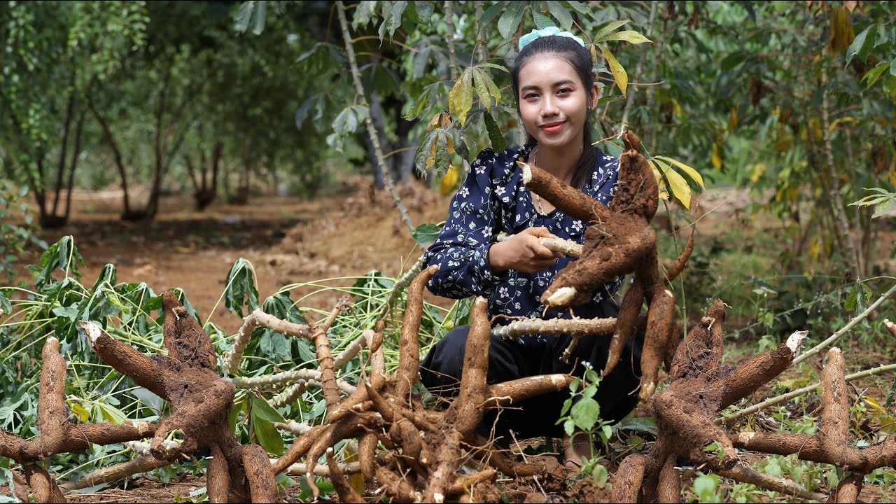 Harvest Cassava in my homeland and cooking cassava cake - Healthy fruit