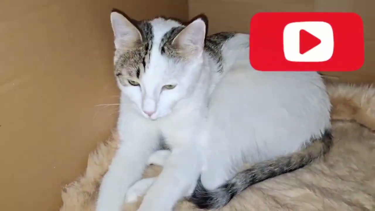 “Ultimate Cat Compilation 😻 | Funny & Playful Moments You Can’t Miss!”