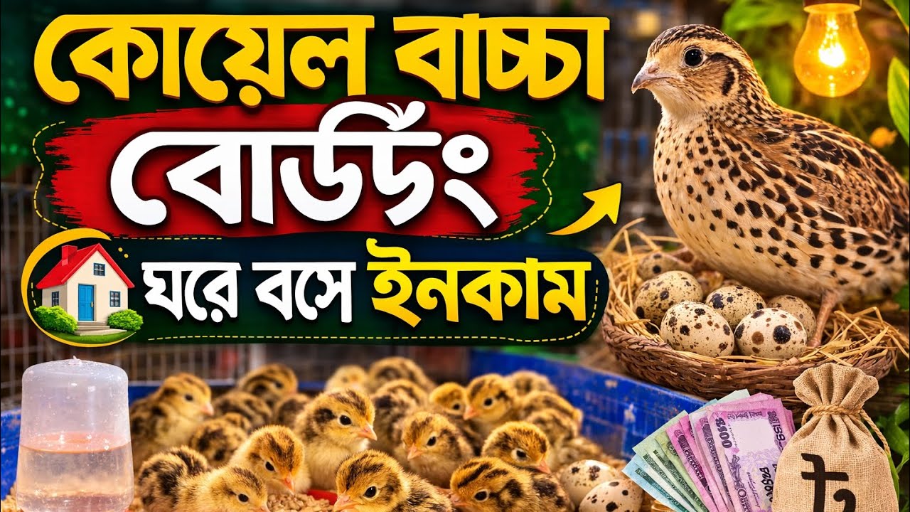 কোয়েল পাখির বাচ্চা ব্রুডিং করার নিয়ম|||কোয়েল পাখির বাচ্চা কিভাবে ফুটায়