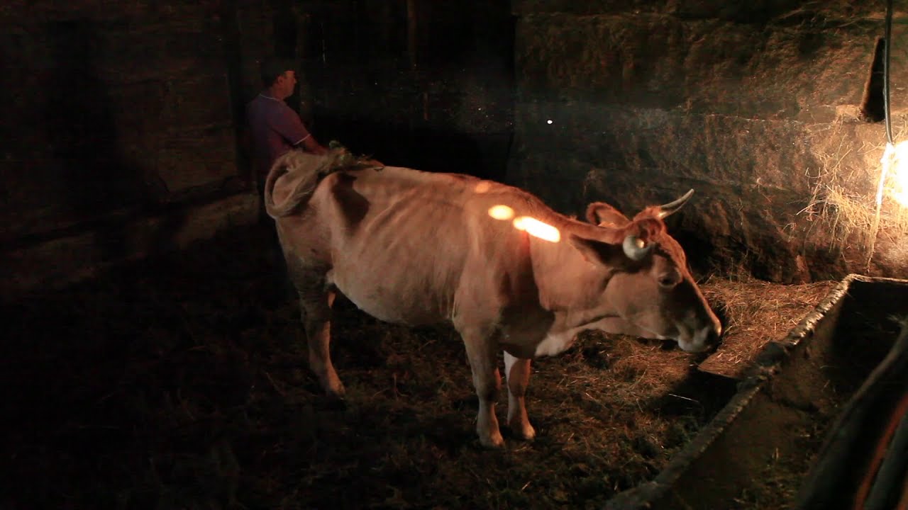 Criação de Vaca Minhota