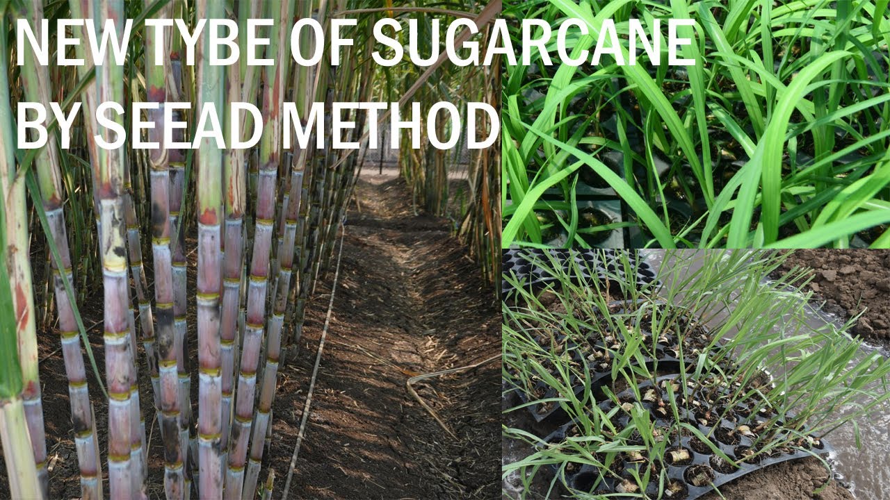 Sugarcane seed nursery |கரும்பு நாற்று நடவு முறையில் குறைந்த செலவில் அதிக மகசூல் எடுக்கும் முறை