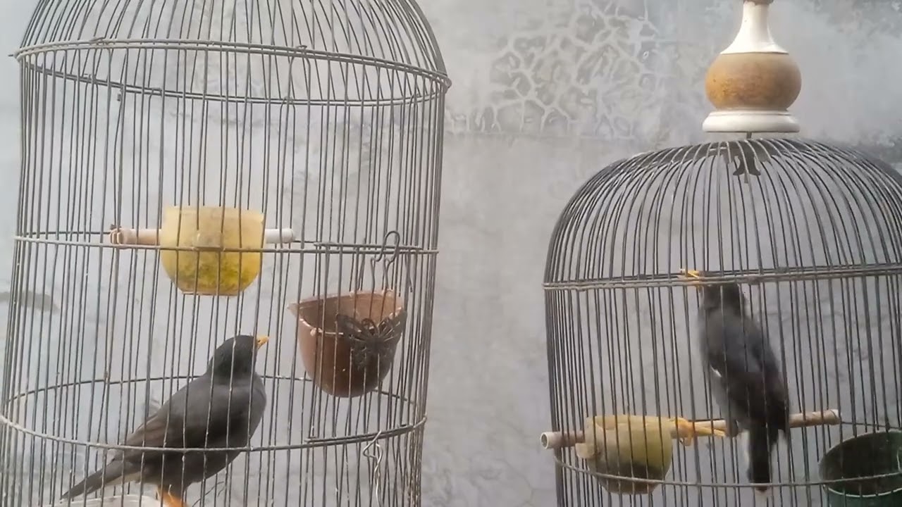 Jalak kebo Mata kuning Saling Bersahutan 