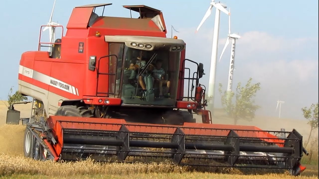 Žně jarní pšenice 2017 / Massey Ferguson 7270 / Case cvx1195