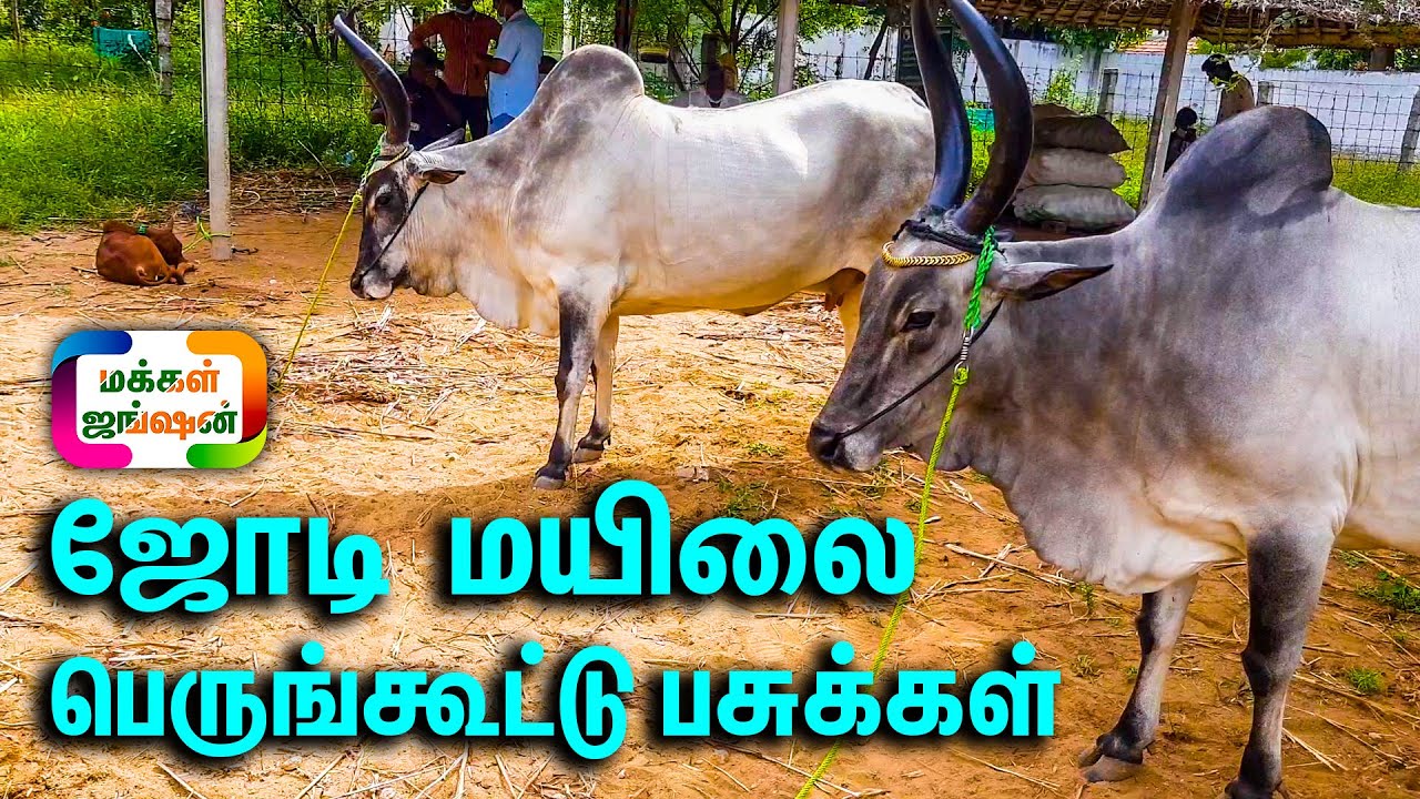 லட்சத்து 5000 நல்ல ஜோடி பெருங்கோட்டு மயிலை பசுக்கள் 115000 || Sunday Palayakottai Cattle Market