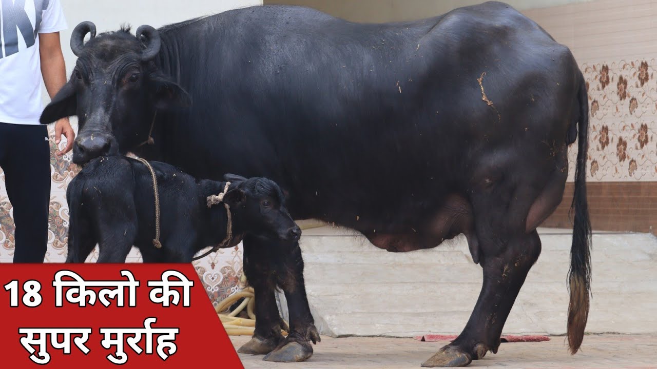18 किलो की ताजा भैंस, अर्जुन कुंगड़ की कटड़ी के साथ बिक्री के लिए उपलब्ध || Sachin Rathee (7027026269)