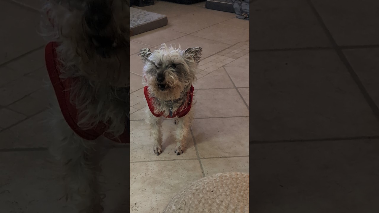 Had this one in drafts #schnoodles #princesszoey #dogpack #dogs #doglife