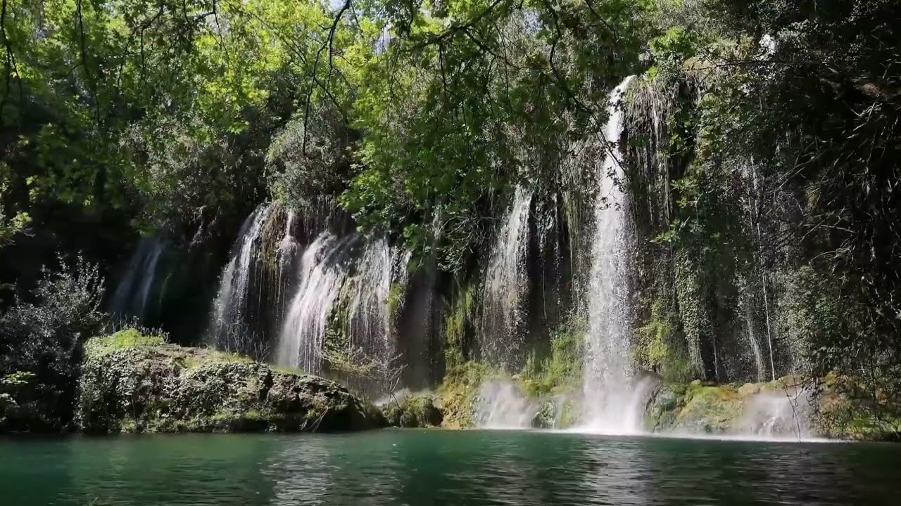 1 Hour Relaxing Forest Sounds 🌿