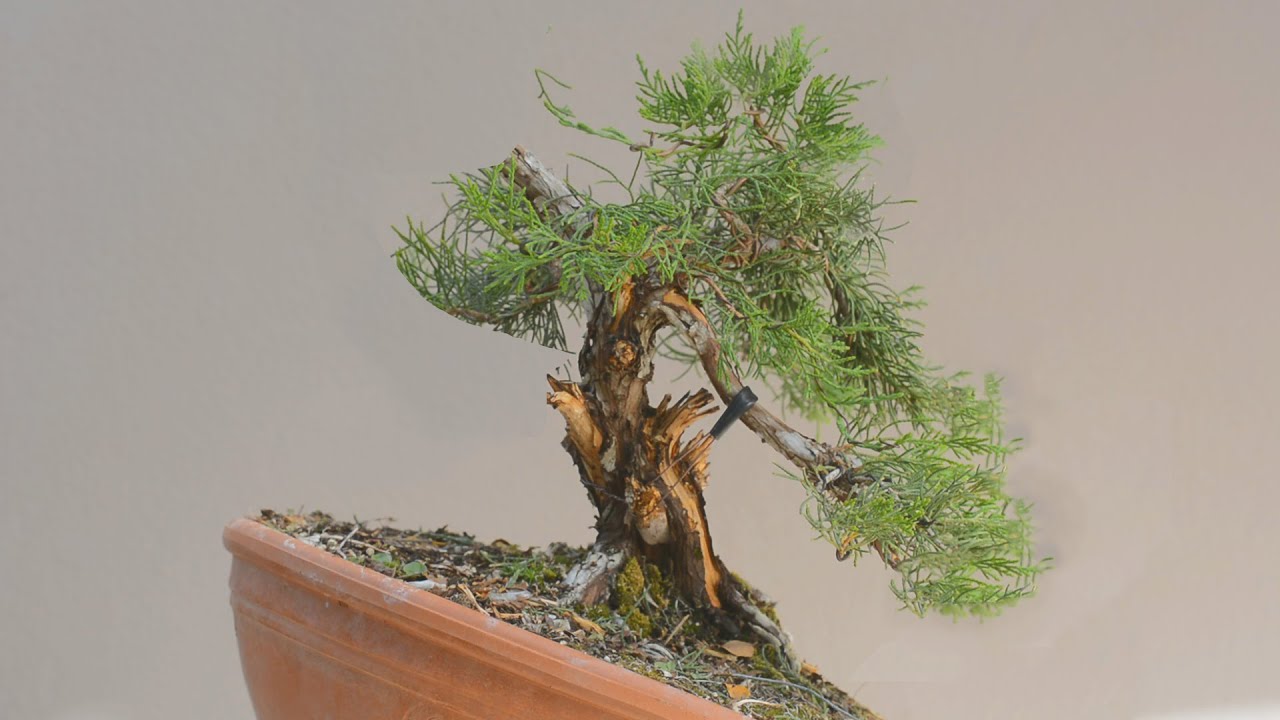 Shimpaku First Styling - Arkefthos Bonsai