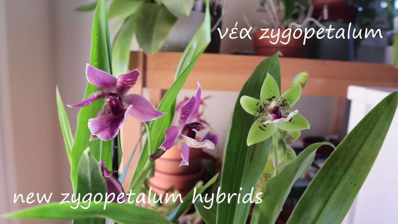 Me (not) buying orchids - New zygopetalum hybrids | Νέα υβρίδια zygopetalum - (Δεν) αγοράζω ορχιδέες