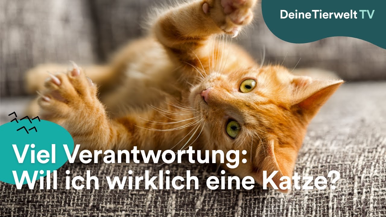 Viel Verantwortung: Will ich wirklich eine Katze?
