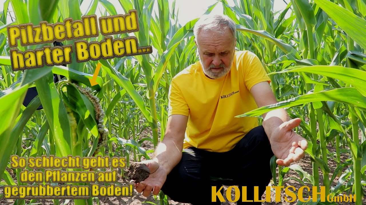10 Wochen nach der Aussaat - Feldvergleich Teil 4