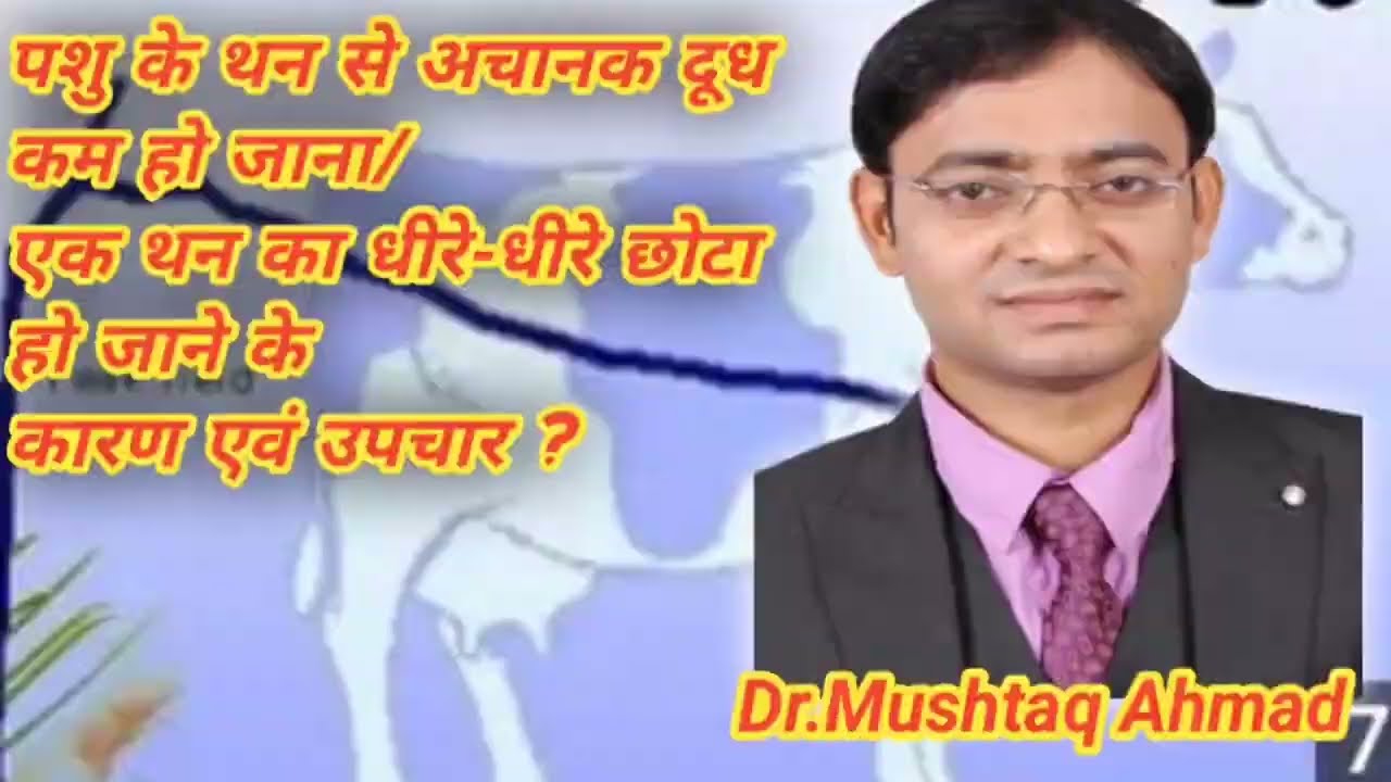 गाय /भैंस के थन में अचानक दूध का कम होने के कारण एवं उपचार में 