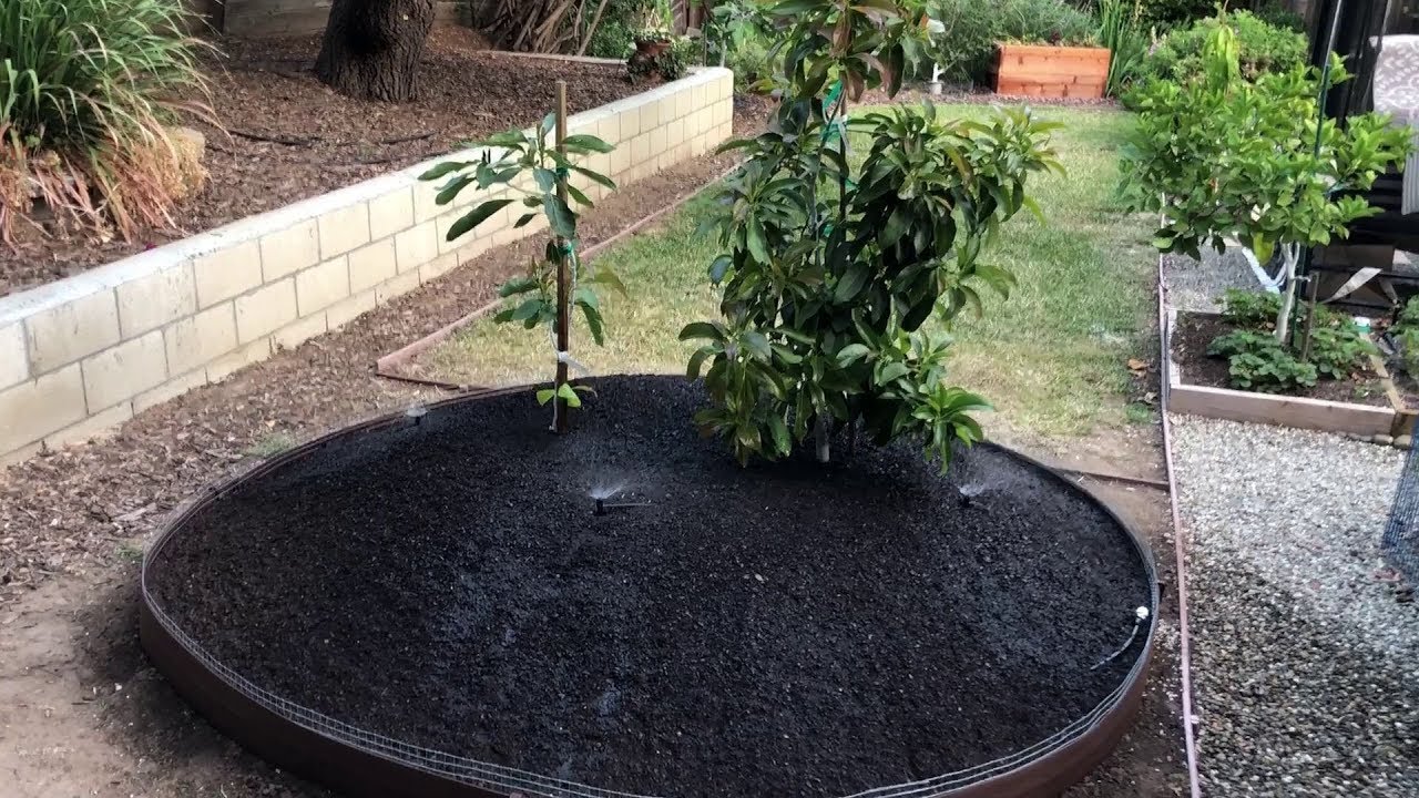Planting avocado trees in clay soil