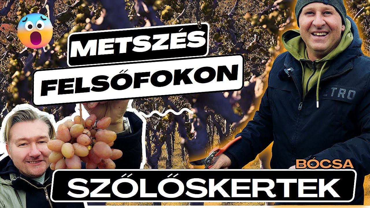 🍇 SZŐLŐSKERTEK - 1 évad 21.rész ( BÓCSA ) ► Metszés felsőfokon!   Master the Art of Pruning Grapevin