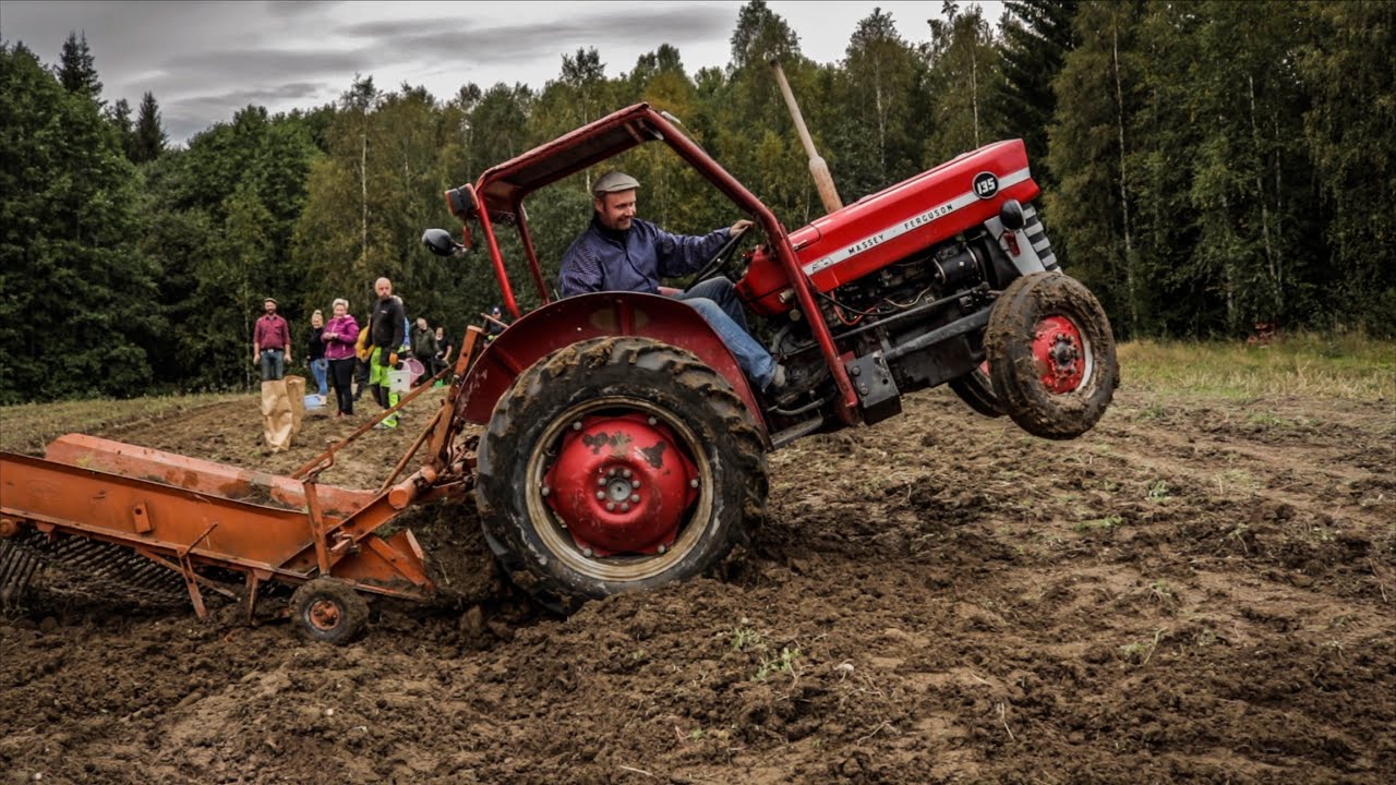 Picking Potatoes. OLD SCHOOL!