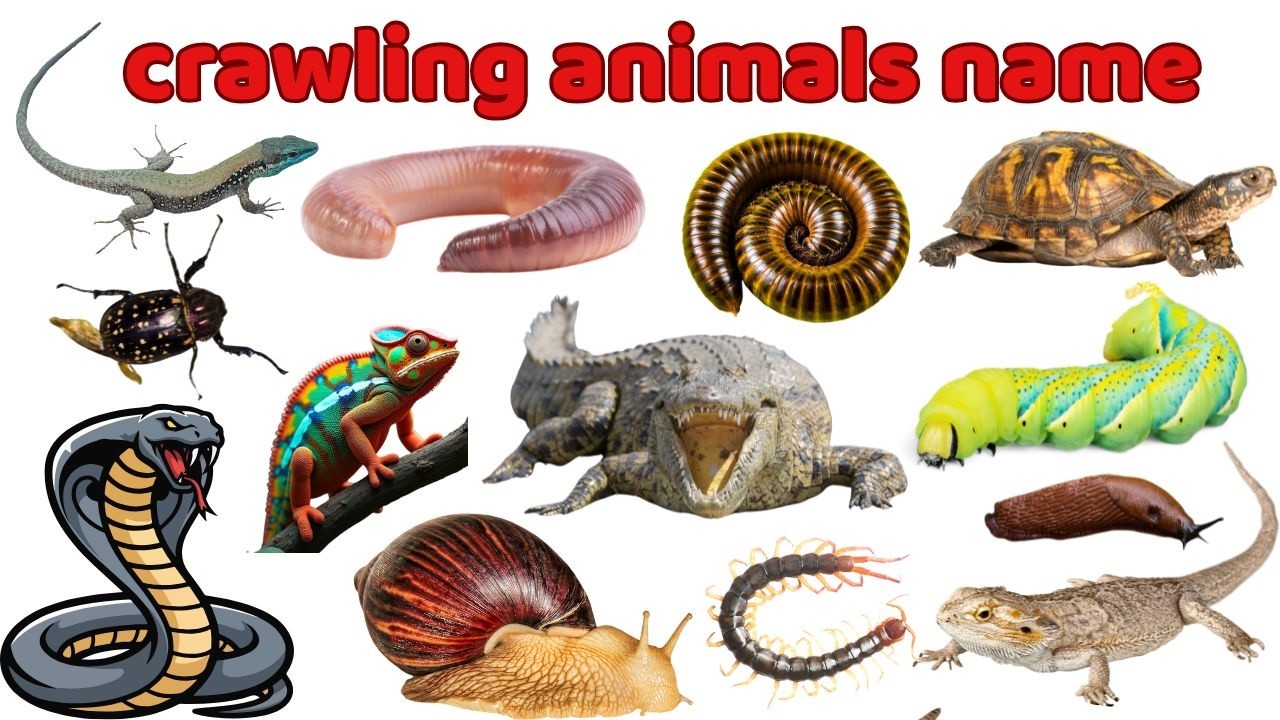 25 Crawling Animal Names for Kids | Crawling Animals in English & Bangla | Preschool Learning