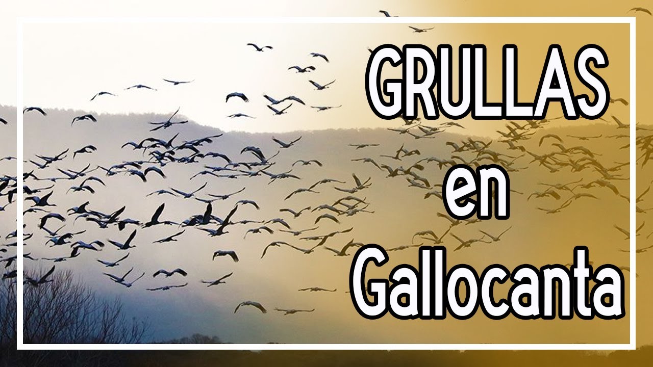 GALLOCANTA ( Aragón ) Una Ruta por la LAGUNA de las GRULLAS