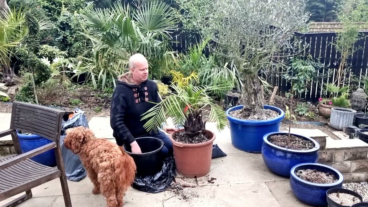 The Jubaea Chilensis arrives
