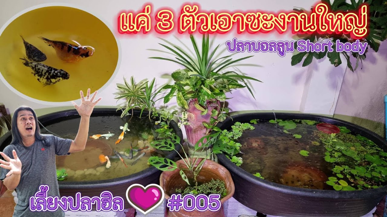 ปลาบอลลูน short body เปลี่ยนบ่อให้เป็นบ่อปลา : บ้านสวนวาสนาดี EP.83