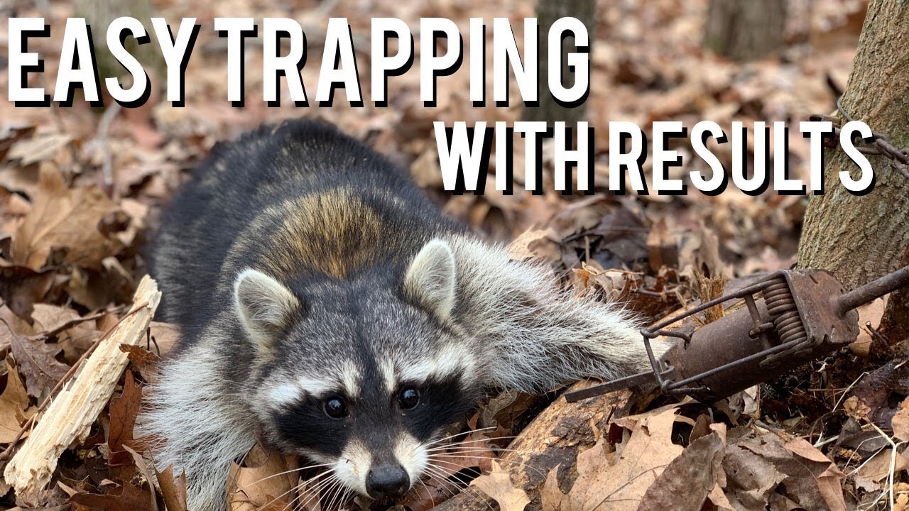 Easy Trapping for Nest Predators WITH RESULTS!  S9 #1