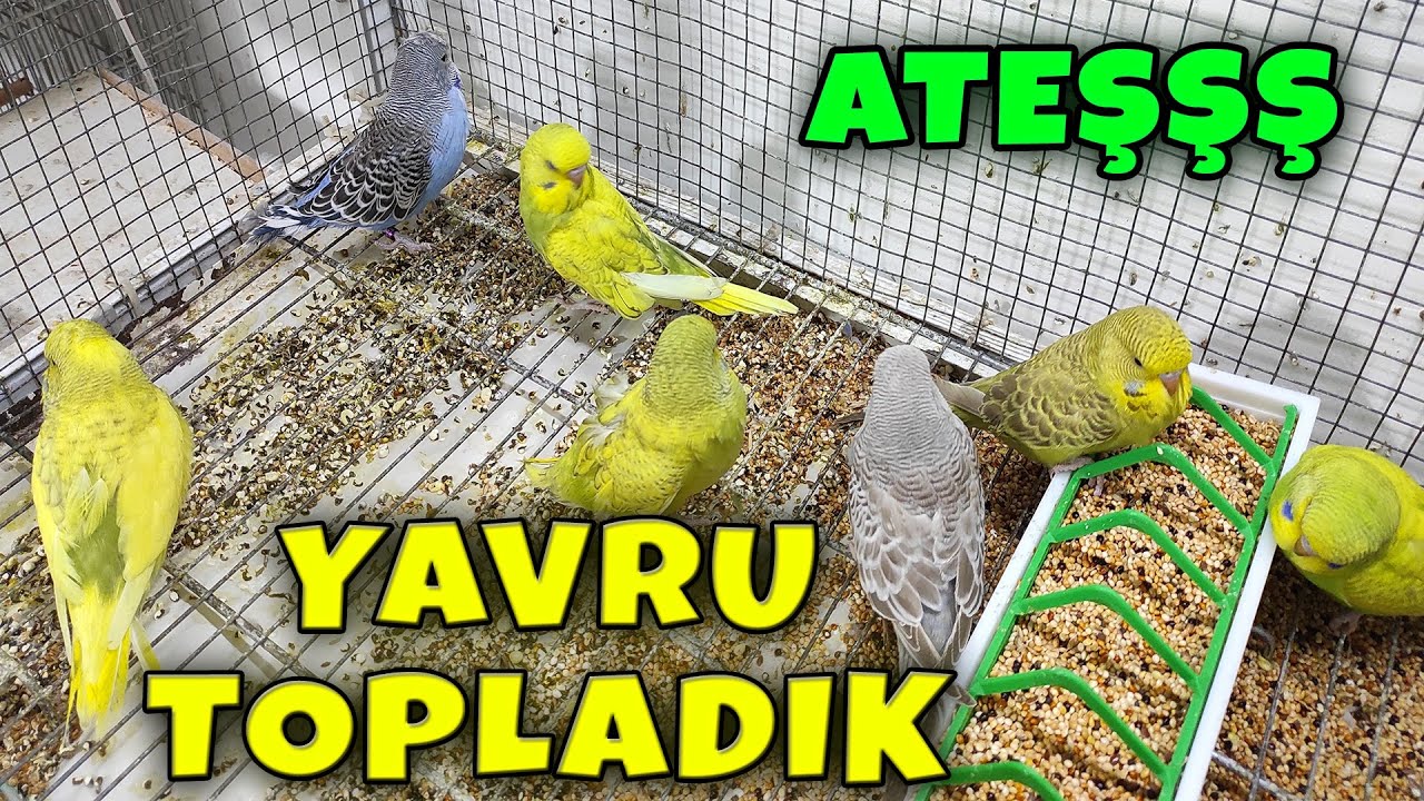 YAVRU MUHABBET KUŞLARINI SALMAYA TOPLADIK !