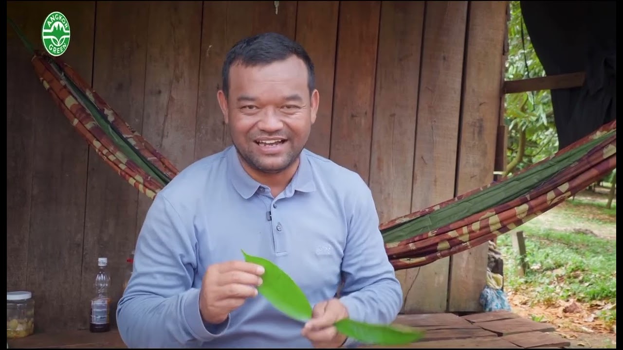 ទុរេនស្លឹកវ័យណាដែរយើងអាចបង្អត់ទឹកយកផ្កាបាន🌿
