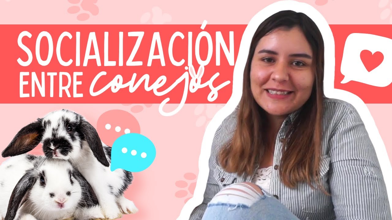 SOCIALIZACIÓN ENTRE CONEJOS - Hablando de Mascotas