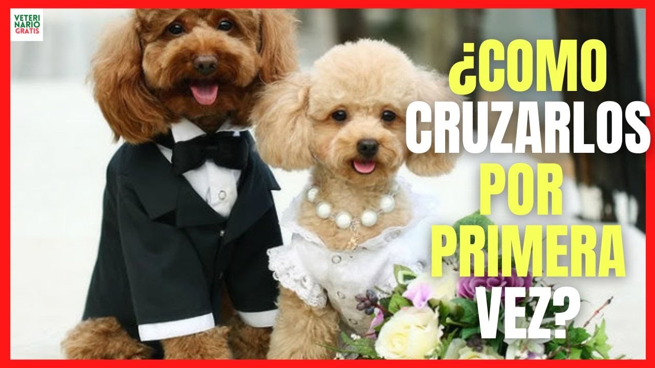 💘 ¿CÓMO CRUZAR UN PERRO POR PRIMERA VEZ? 💘 LAS MONTAS EN LOS PERROS PASO A PASO 💘