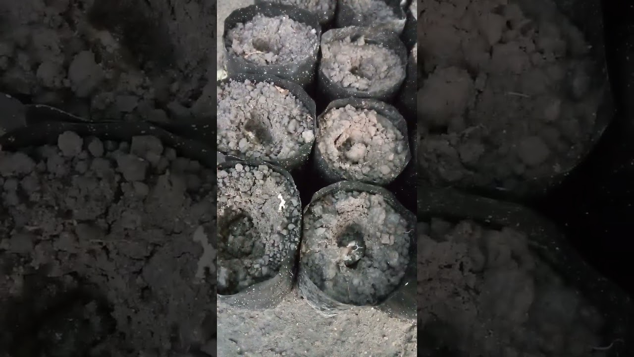 Cómo sembrar cacao