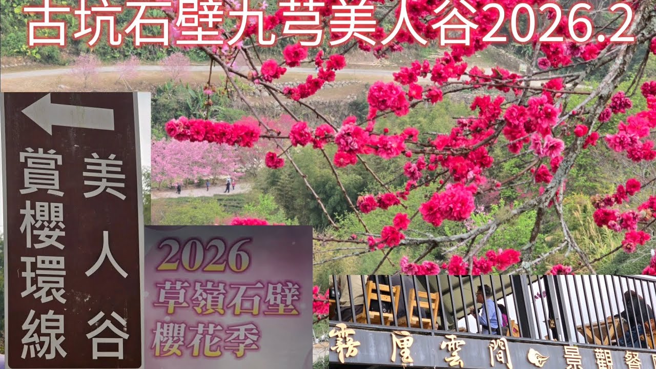 草嶺古坑石壁九芎美人谷賞櫻花季，2026.2,