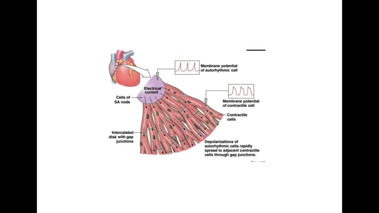 Lecture 3 Conduction of cardiac excitation wave