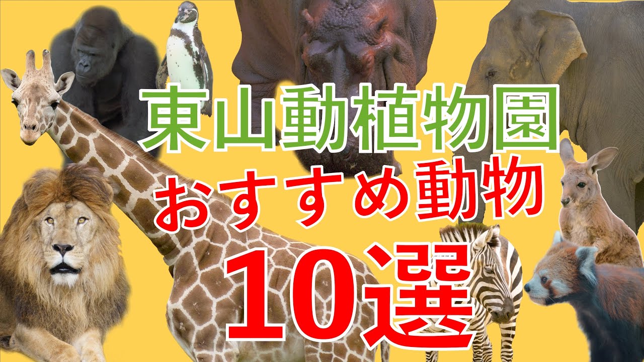 東山動物園　おすすめ動物１０選！：東山動植物園VLOG(独断と偏見です)