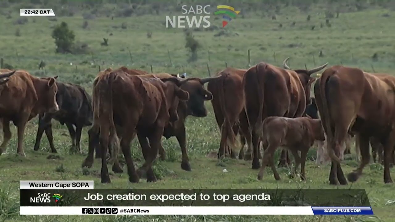 W Cape SOPA | Job creation expected to top agenda