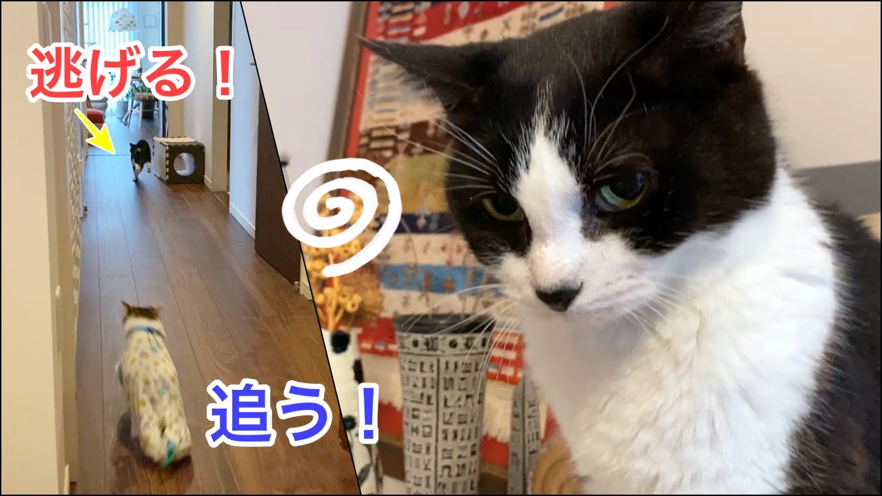 逃げる猫と追いかける猫【朝寝坊おむすび、まずはサラダから】