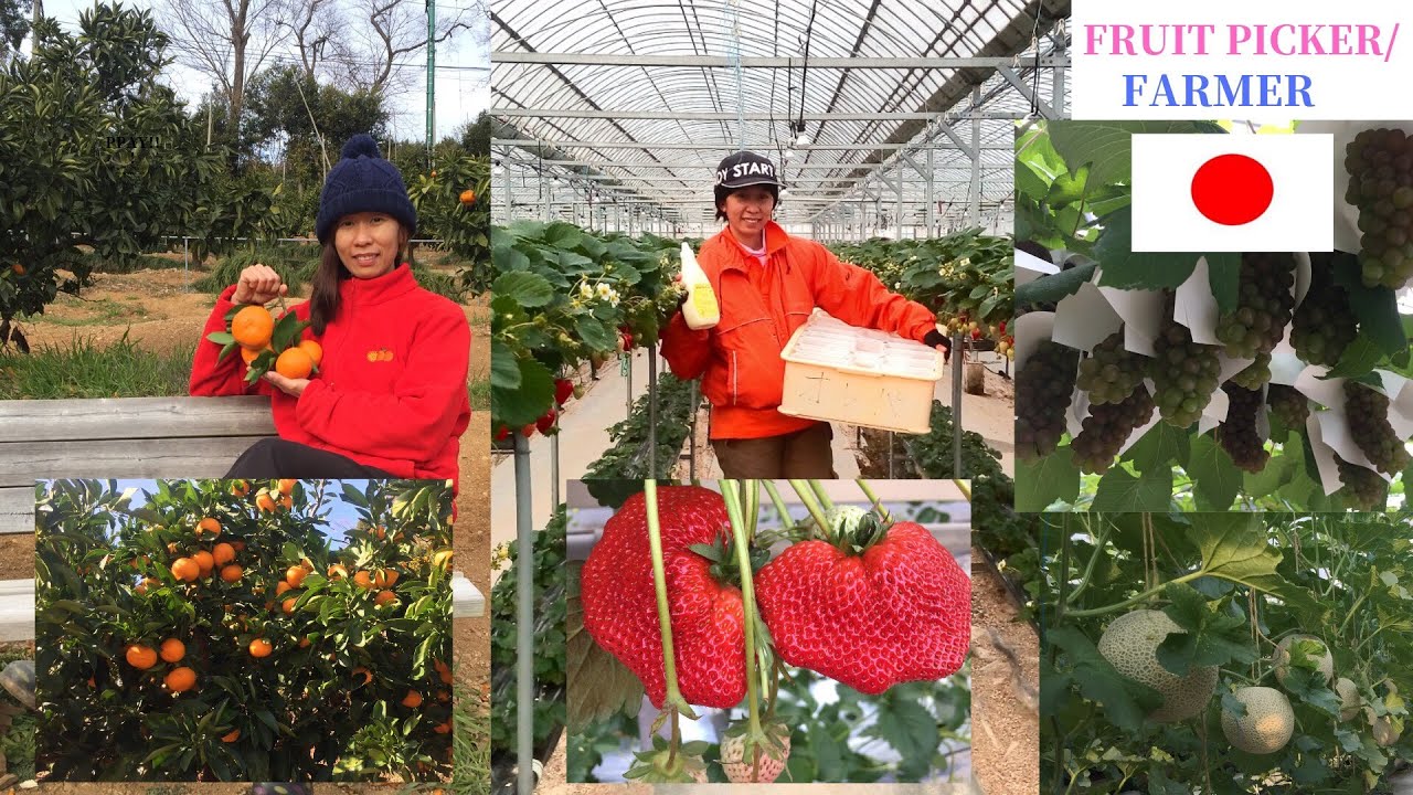 FRUIT PICKER IN JAPAN | FARMER | BUHAY OFW | POEA