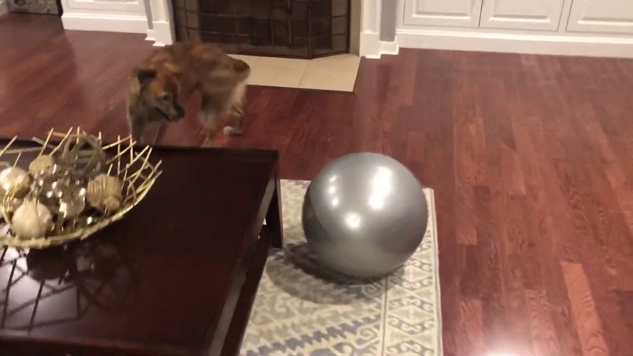 Dog Vs. Yoga Ball (IT POPPED!)