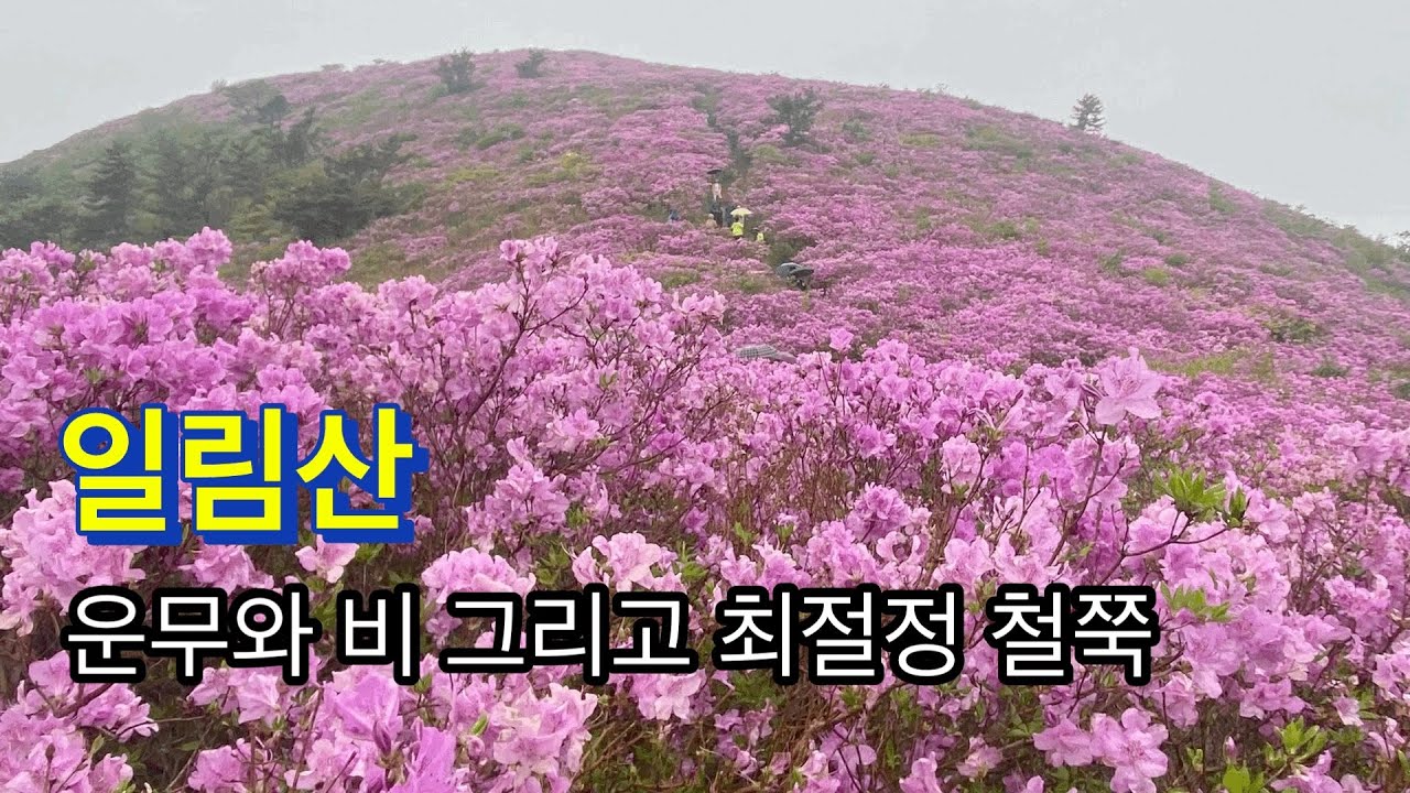 250503 / 일림산 / 운무와 비 그리고 최절정 철쭉 / 용추계곡주차장-용추교-골치재-골치산작은봉-골치산큰봉-일림산-발원지사거리-626고지-능선길-용추계곡주차장