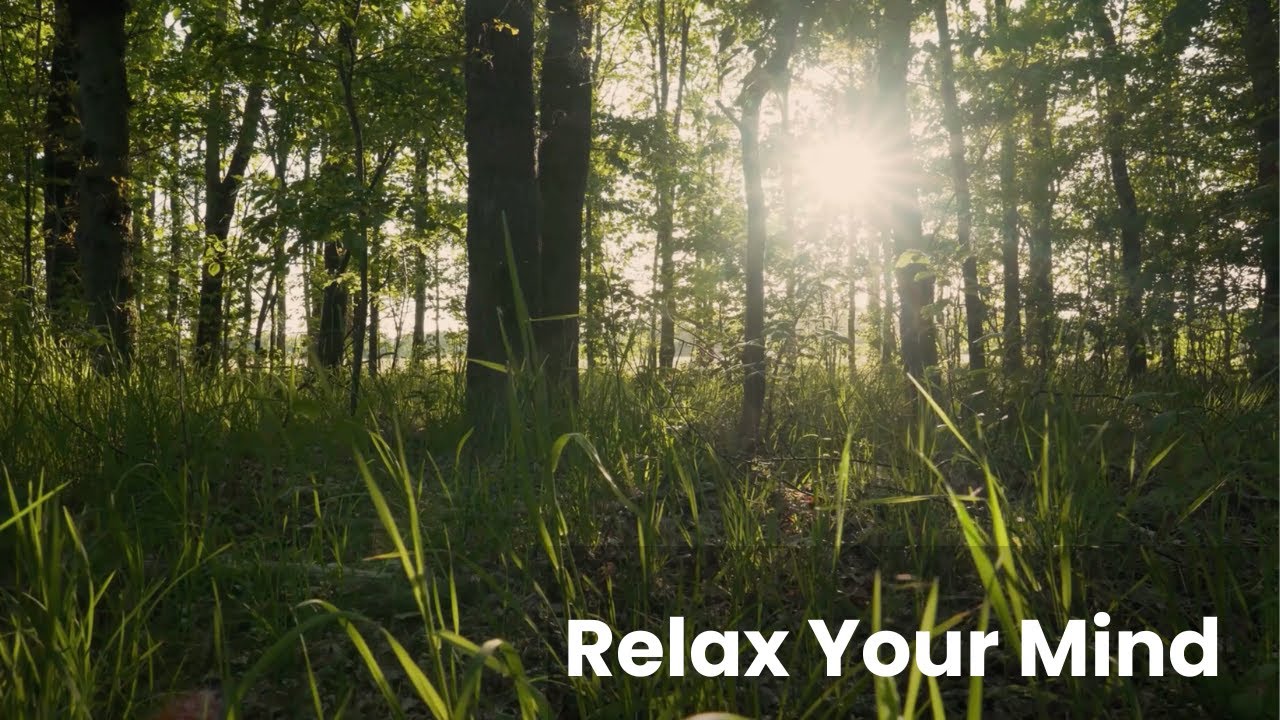 🌿 Relaxing Forest Cinematic | Calm Nature for Stress Relief