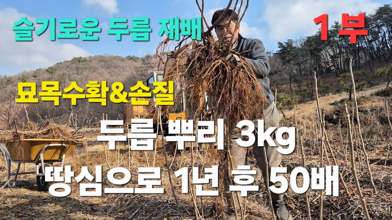 임야 두릅재배 1부 ⛰️ 포크레인으로 두릅 묘목 수확… 뿌리 3kg이 1년 뒤 50배 