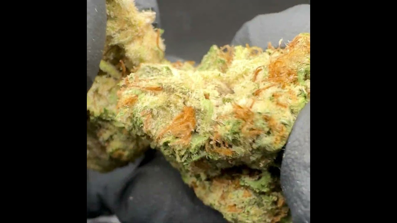 Super Lemon Haze