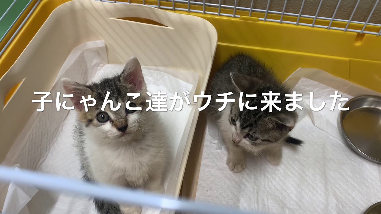 子にゃんこが寺に来た！